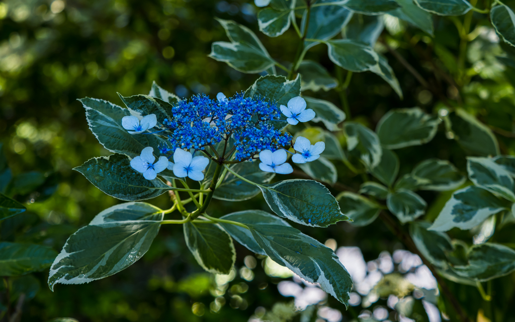 紫陽花・４＿２