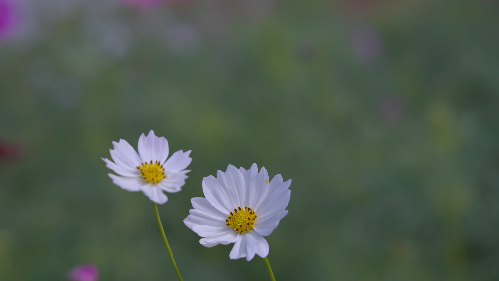 秋　桜・１＿３２