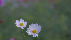 秋　桜・１＿３２