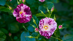 パープルスプラッシュ