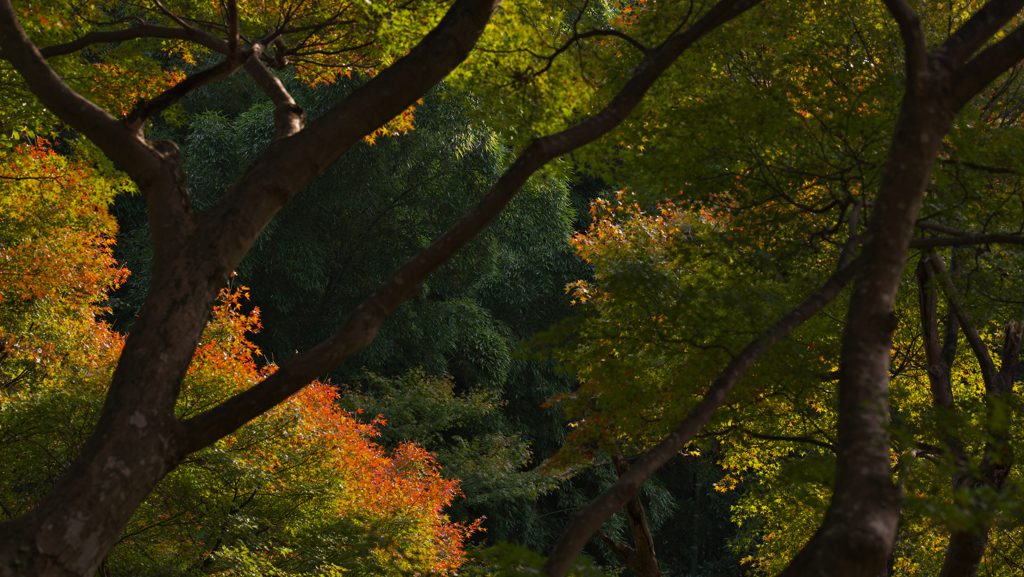 紅葉探索・２３