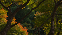 紅葉探索・２３