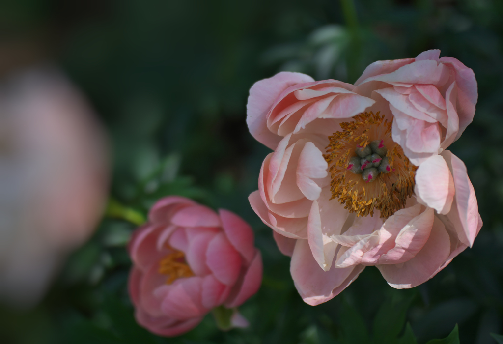 芍薬＿１２