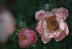 芍薬＿１２