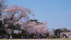 春・ときわ公園・３１＿４