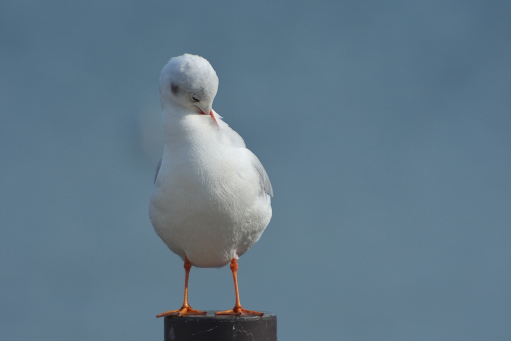 ユリカモメ・１