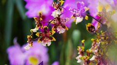 オンコレステ  ワイルドキャット ２