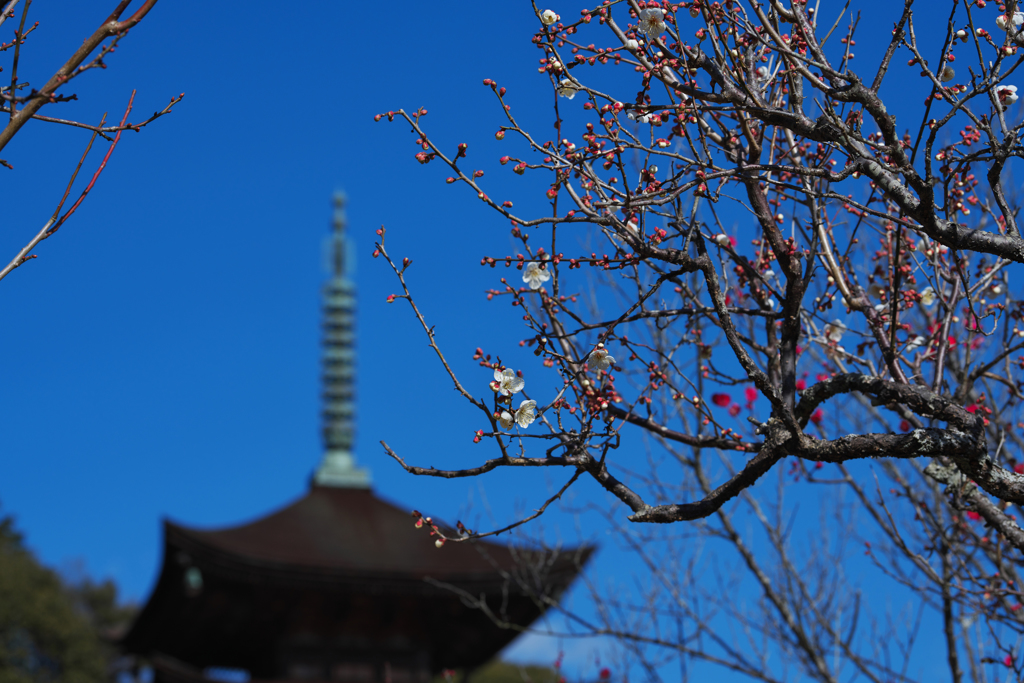 梅花と五重塔＿１