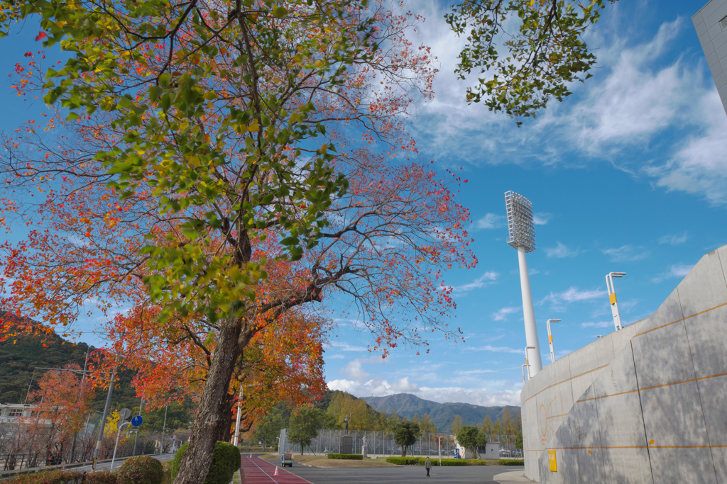 秋・維新公園３０＿１１