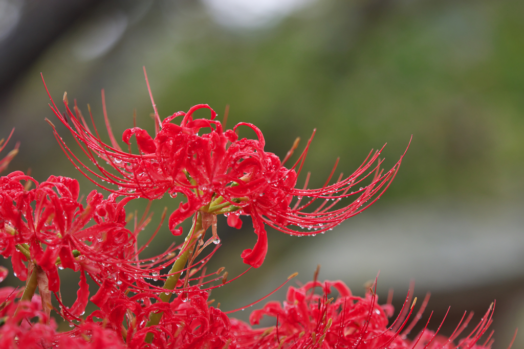彼岸花・２