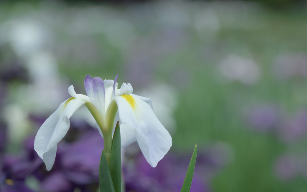 花菖蒲・１＿５