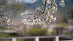 桜・３１＿７