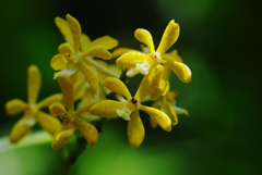 トリコグロッティス　イオノスマ