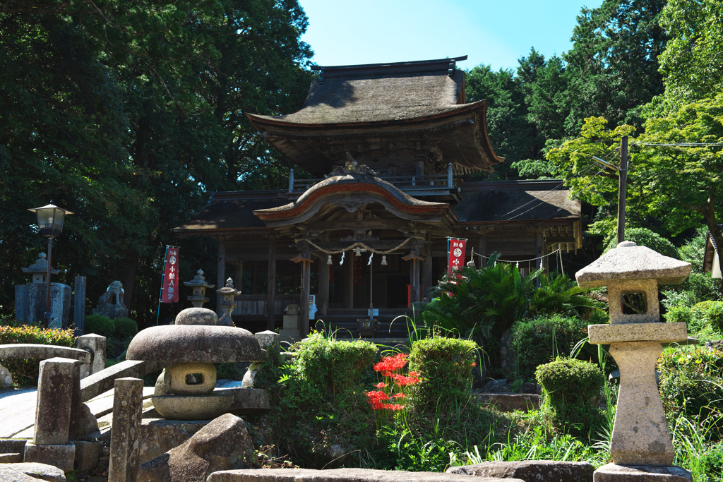 彼岸花・９