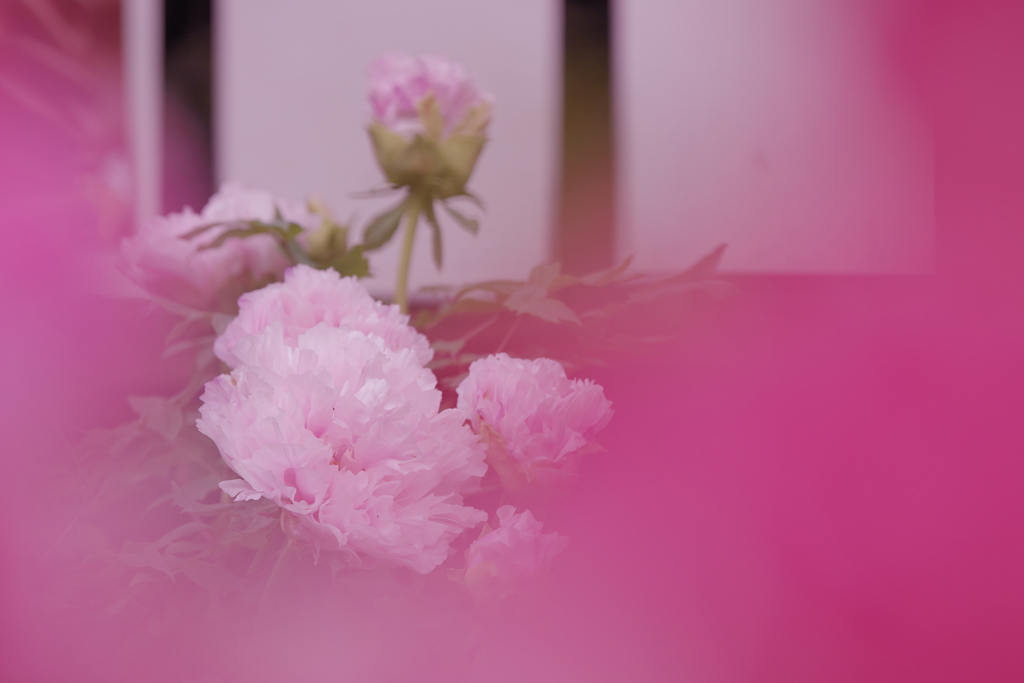ぼたん・２２