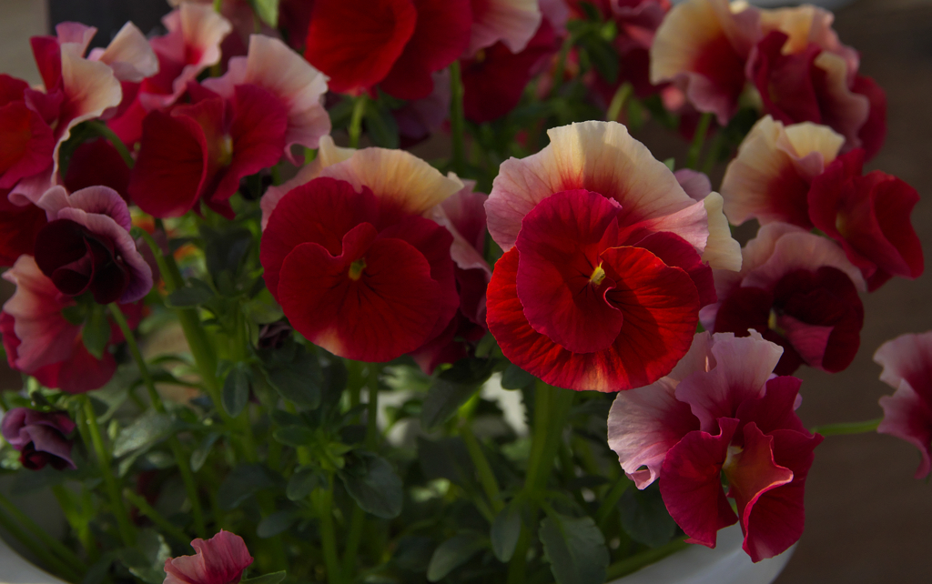 レインボーウェーブ　ＡＲＢ