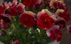 レインボーウェーブ　ＡＲＢ