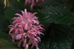 サンゴバナ＿３