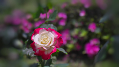 春薔薇・２１