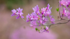 NIKON D700_花 習作・２