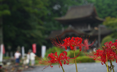 彼岸花１＿９