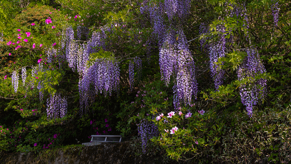一貫野の藤＿４