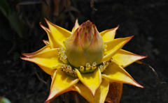 地涌金蓮（チュウキンレン）