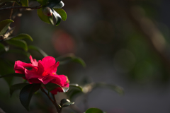 山茶花＿２