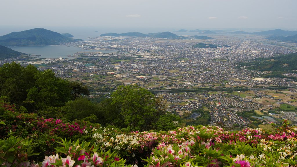 大平山 山頂公園のツツジ＿１９・２４