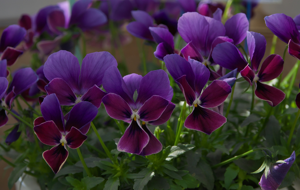 ミステリアスバニー