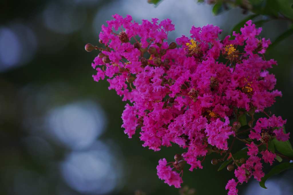 盛夏の花・１３