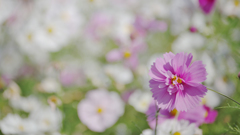 秋 桜・３０＿２