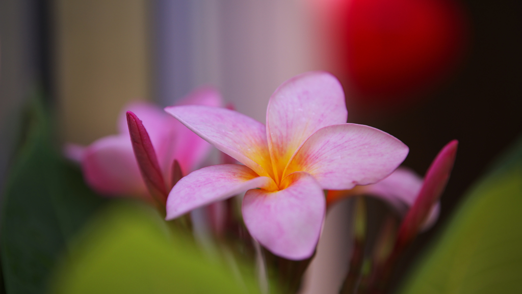 Plumeria rubra _2