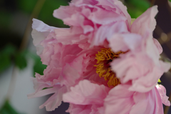 華　　扇