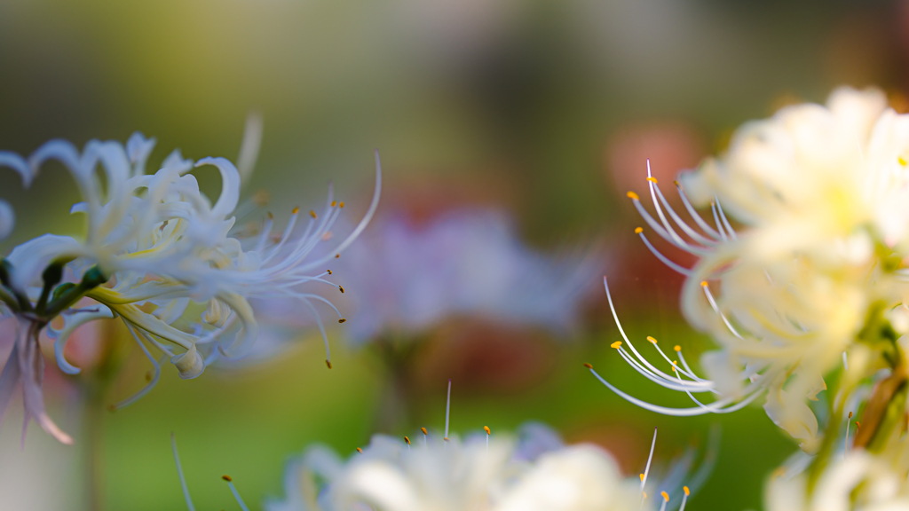 彼岸花・２２＿２０