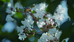 盛夏の花・１０