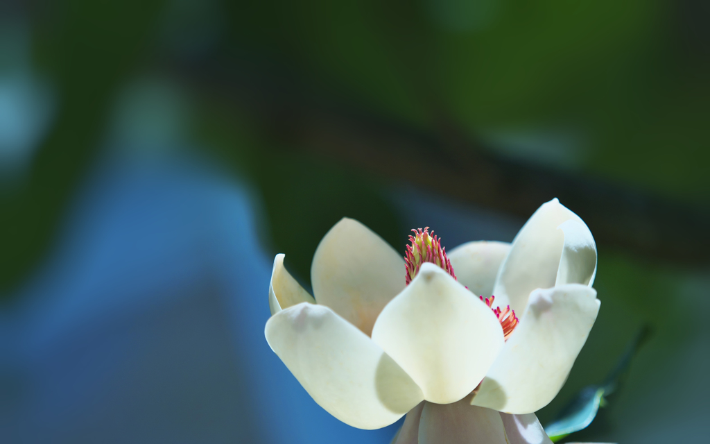 ウケザキオオヤマレンゲ