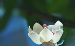 ウケザキオオヤマレンゲ