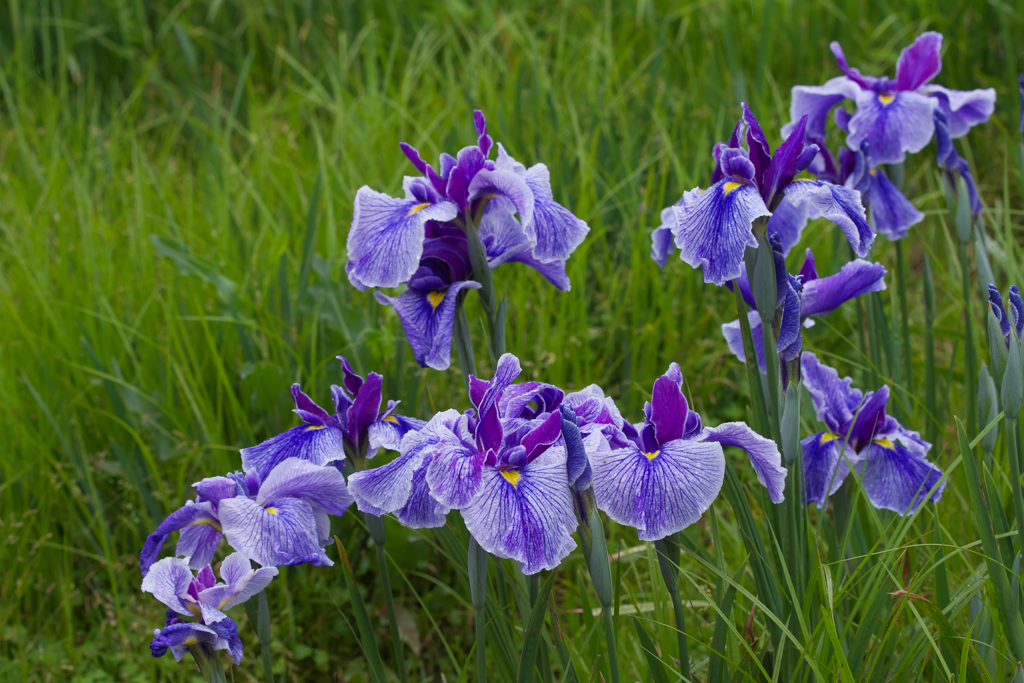 花菖蒲・２０