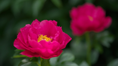 芍薬・１＿４