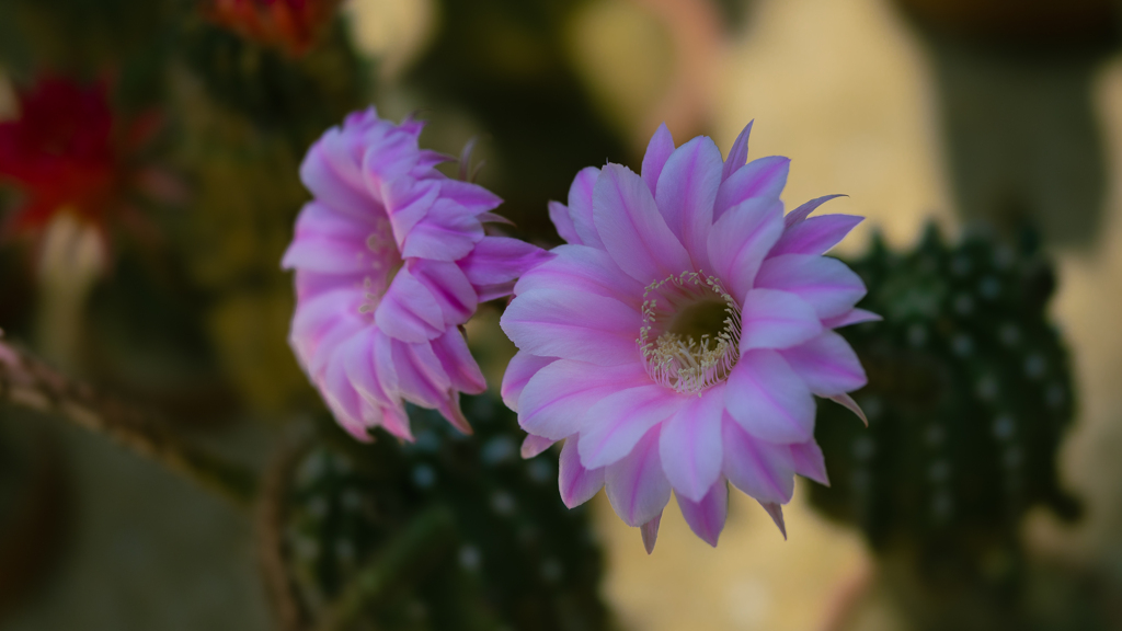 サボテンの花＿２