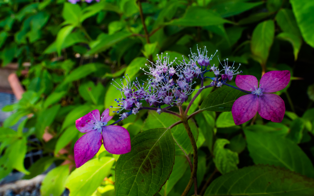 紫陽花・２＿２