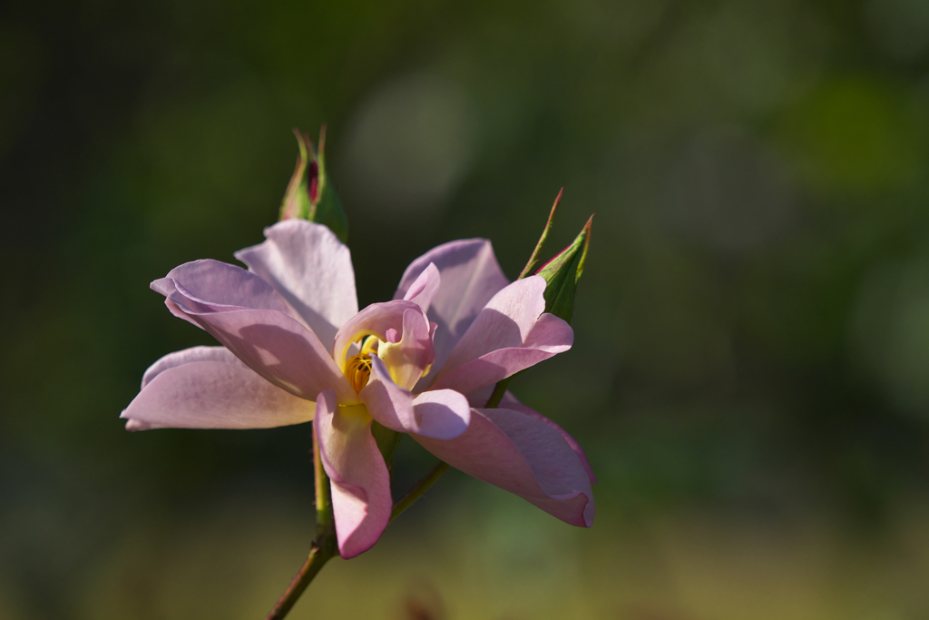 秋薔薇・１６