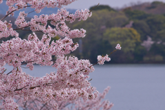 春はサクラ色・７