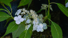 山アジサイ１９