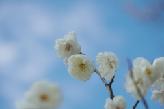 梅　花＿７