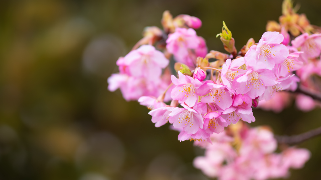 河津桜＿１４