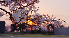 春・ときわ公園・３１＿１２