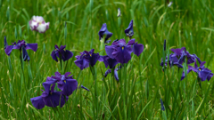 花菖蒲・３＿３