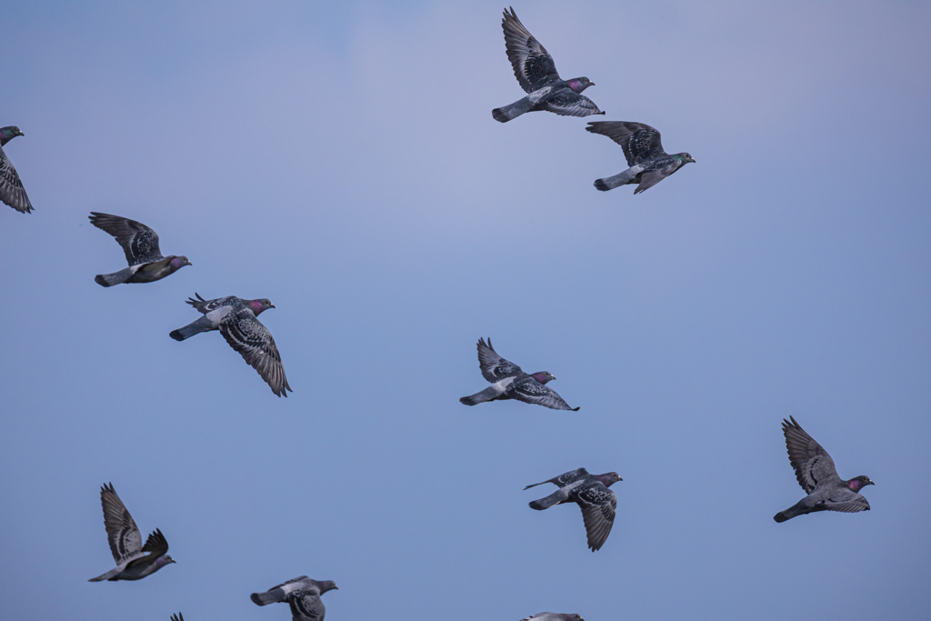 維新公園の野鳥達＿４